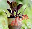 Bulbophyllum trongquyetii